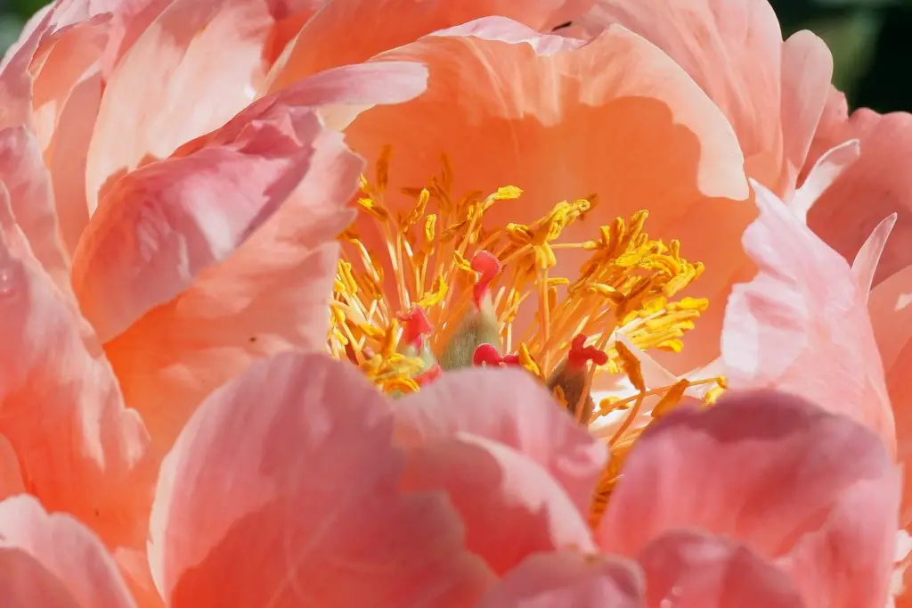 Den Einfluss der Bildwiederholfrequenz auf Bewegungsunschärfe verstehen und wie man sie