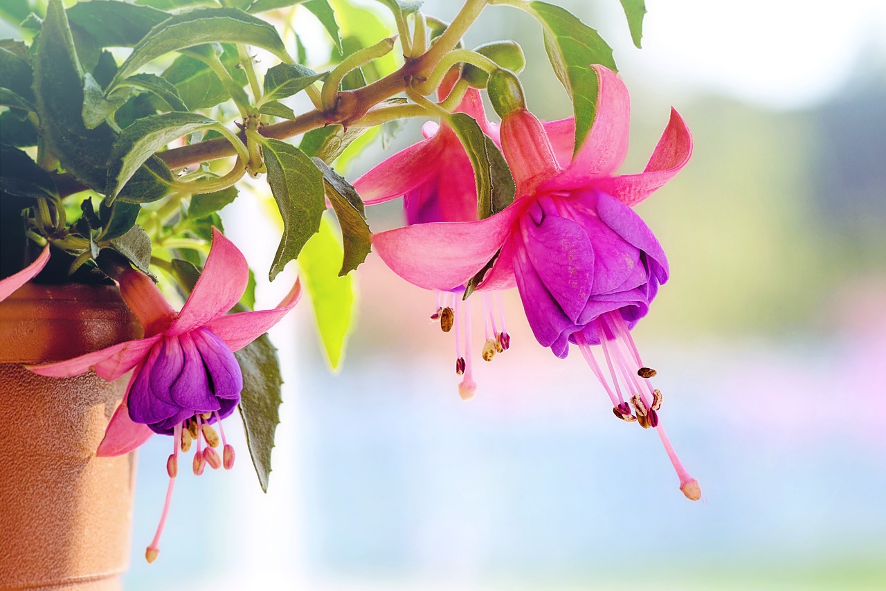 En Sie ein Bild, das ein lebendiges Foto eines Blumengartens mit satten, präzisen Farben zeigt