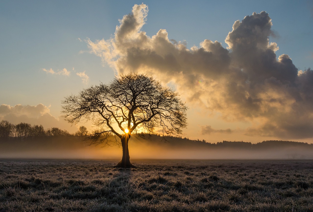 En Sie ein Bild, das eine lebendige, warm getönte Landschaft mit einem strahlenden Sonnenuntergang zeigt, der einen goldenen Schimmer wirft