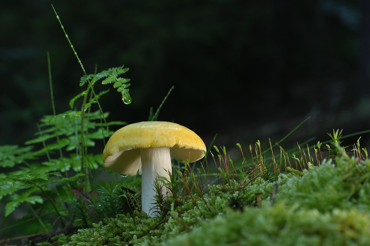 Len Sie ein Bild, das ein lebendiges Farbspektrum in verschiedenen Farbräumen zeigt und deren Einfluss auf eine verbesserte Farbwiedergabe hervorhebt