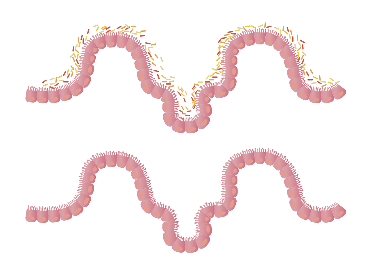 An image showcasing a before-and-after comparison of medical images, highlighting the impact of advanced image processing algorithms on achieving precise color accuracy
