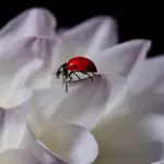 Len Sie ein Bild, das einen Smartphone-Bildschirm zeigt, auf dem die Mobileforge-App angezeigt wird, und übertragen Sie Inhalte nahtlos auf ein Chromecast-Gerät auf einem Fernseher, wobei beide Geräte über eine gepunktete Linie verbunden sind, was eine starke und ununterbrochene Verbindung symbolisiert