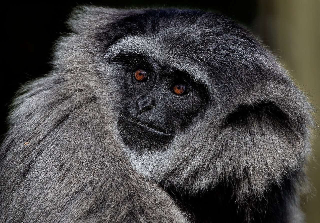 An image showcasing two side-by-side OLED and QLED panels with vibrant and lifelike colors