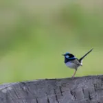 Len Sie ein Bild, das einen direkten Vergleich eines lebendigen, genau kalibrierten Monitors mit einem lebendigen Landschaftsfoto und einem matten, schlecht kalibrierten Monitor zeigt, der das gleiche Bild verzerrt und verwaschen zeigt Farben und fehlende Details